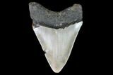 Fossil Megalodon Tooth - North Carolina #101237-1